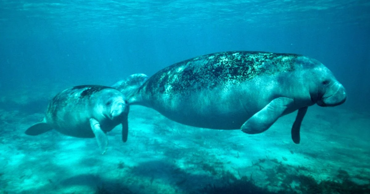 Manatees - Animals WIth Lowest IQ
