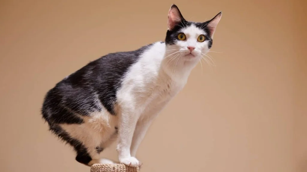 Animals without tails - Manx Cat