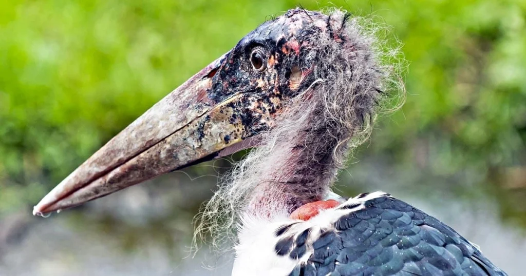 Marabou Storks - Scavenger Animals