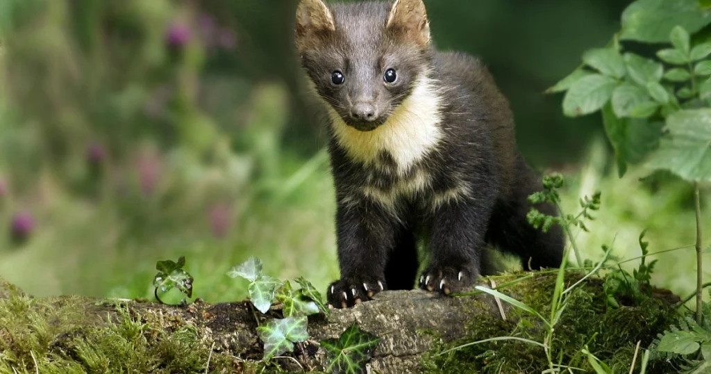Martens - Animals That Look Like Otter