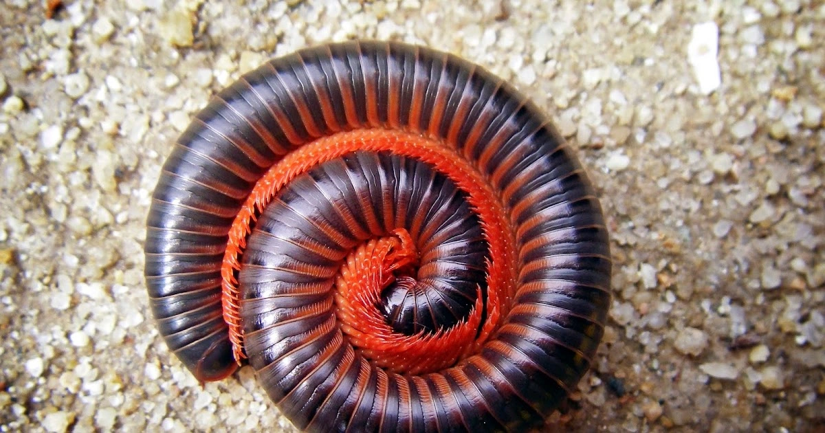 Millipedes - Scavenger Animals