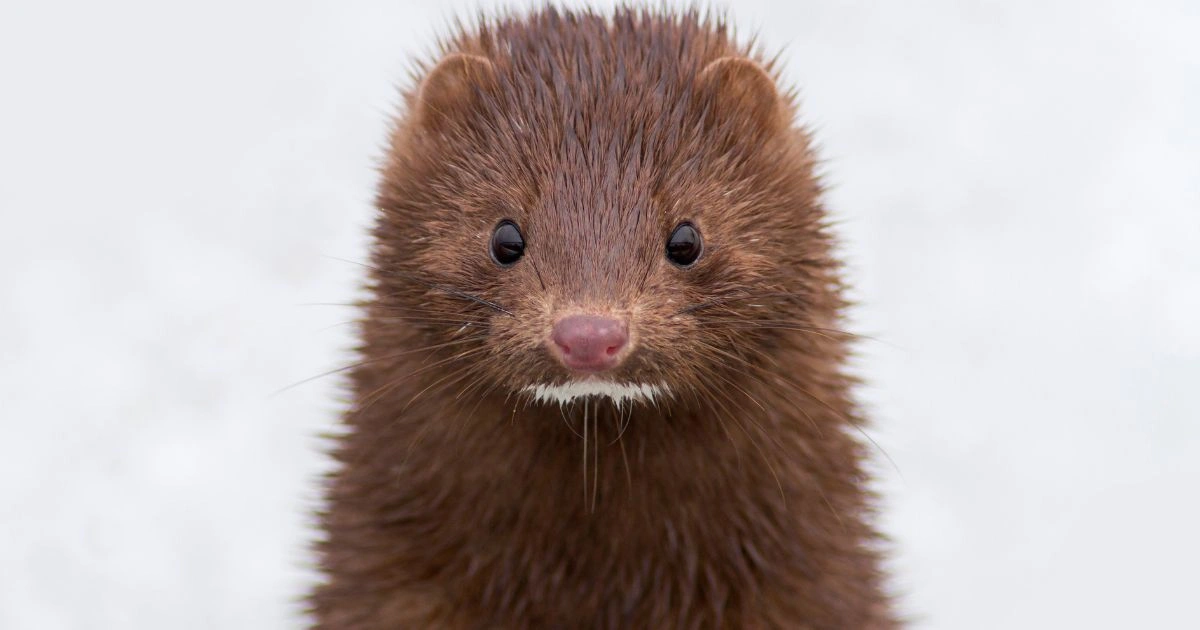 Mink - Animals That Look Like Otter