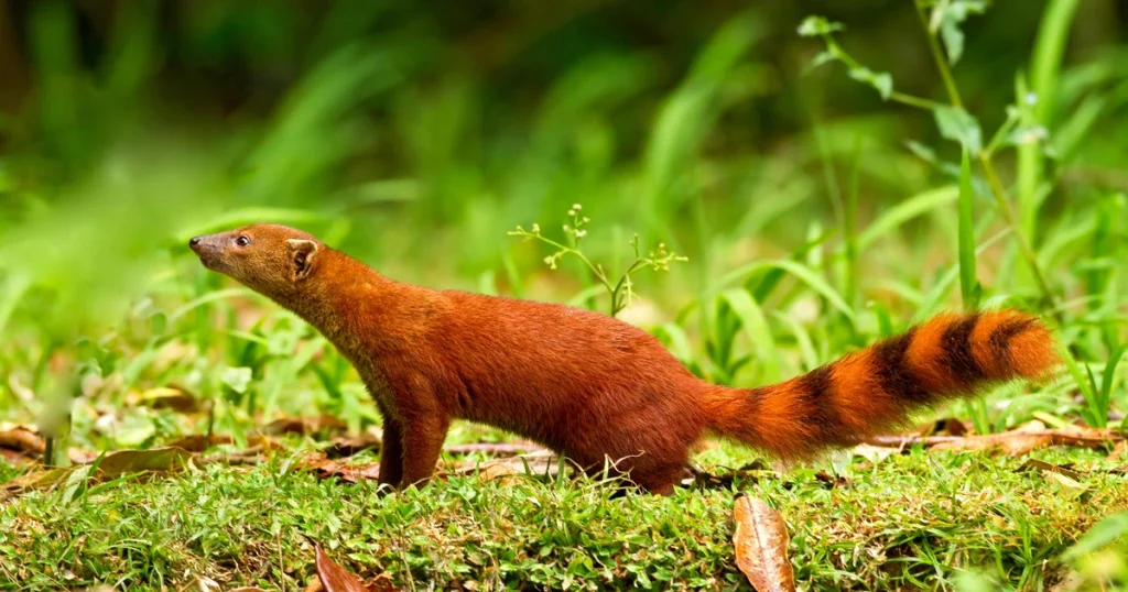 Mongooses - Animals That Look Like Otter