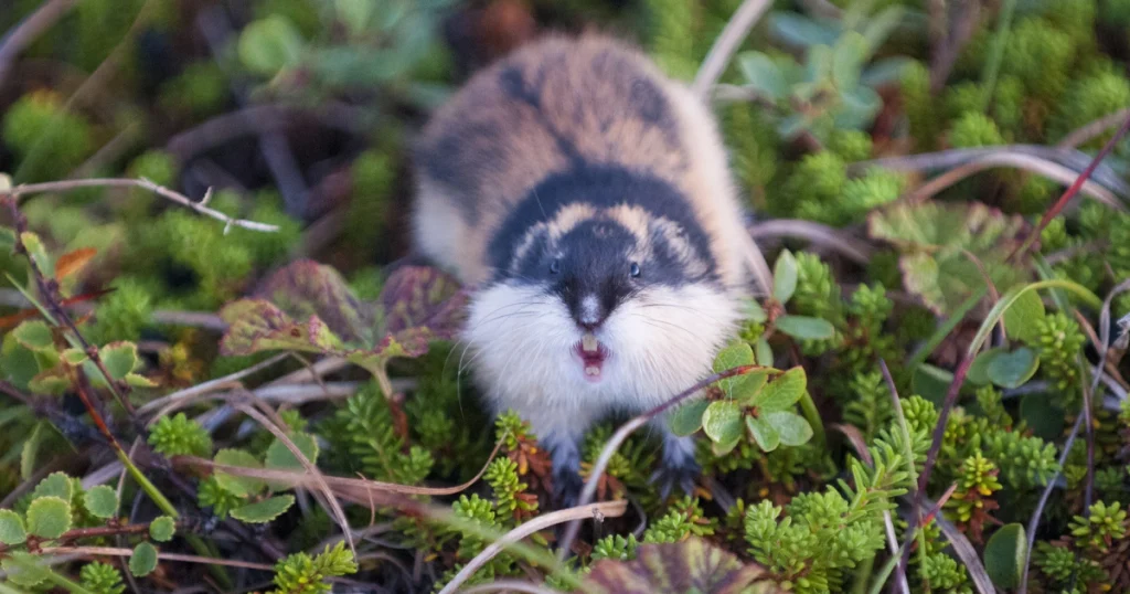 Norwegian Lemmings - Animals With Lowest IQ