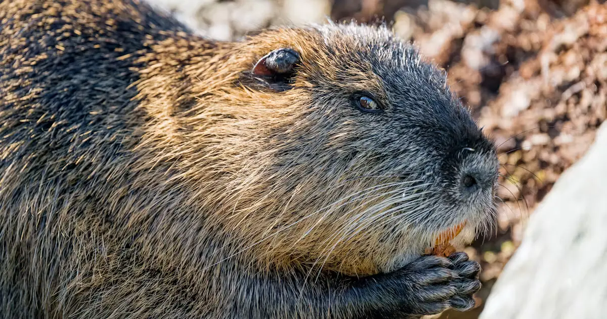Nutria - Animals That Look Like Otter