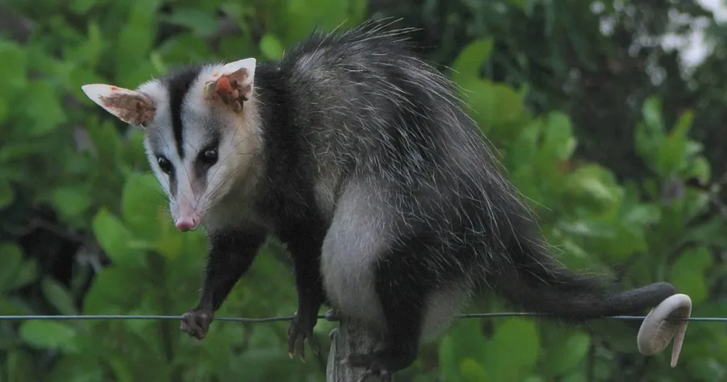 Mammal That Can't Jump - Opossums