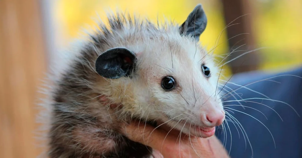 Opossums - Scavenger Animals