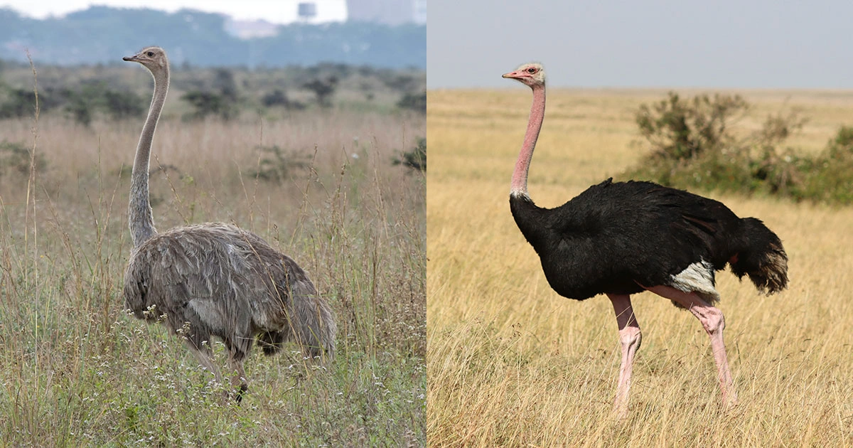 Ostriches - Animals With Lowest IQ