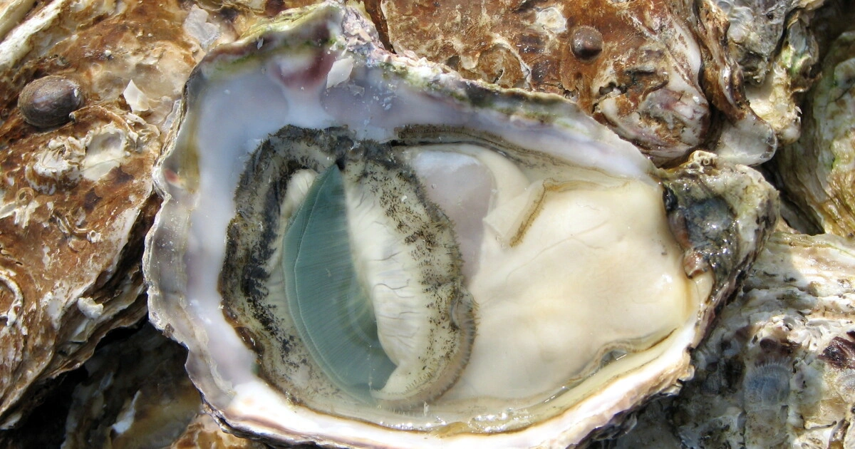 Oysters - Animals With Lowest IQ
