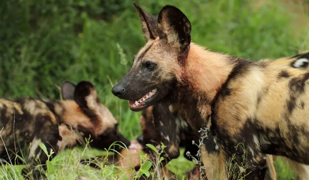 10. Hyenas