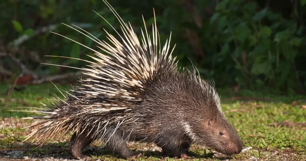 Mammals that can't jump - Porcupines
