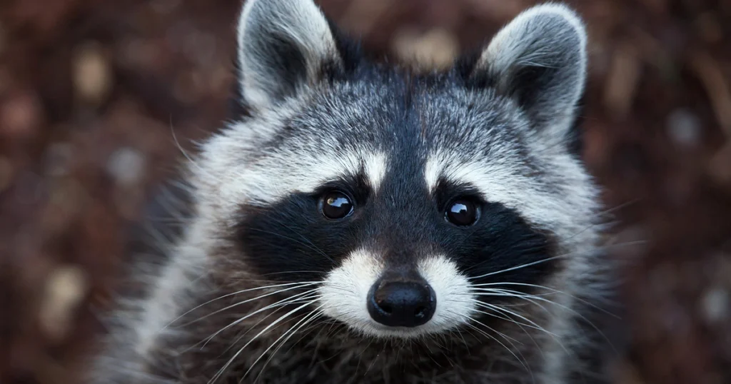 Raccoons - Scavenger Animals