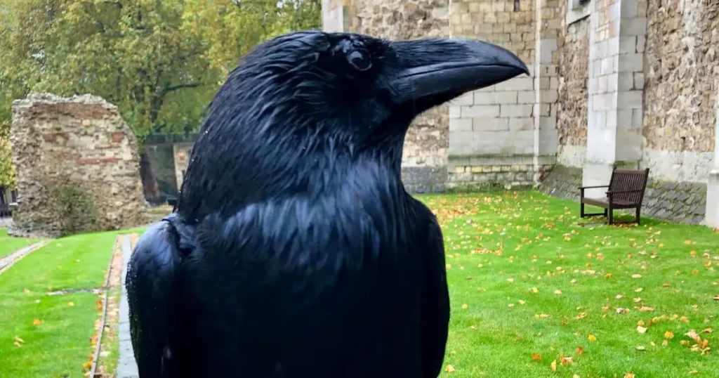 Ravens - Scavenger Animals