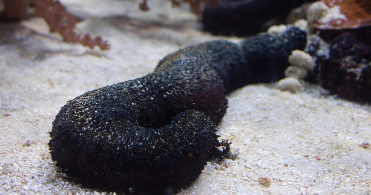 Sea Cucumber - Animals With Lowest IQ