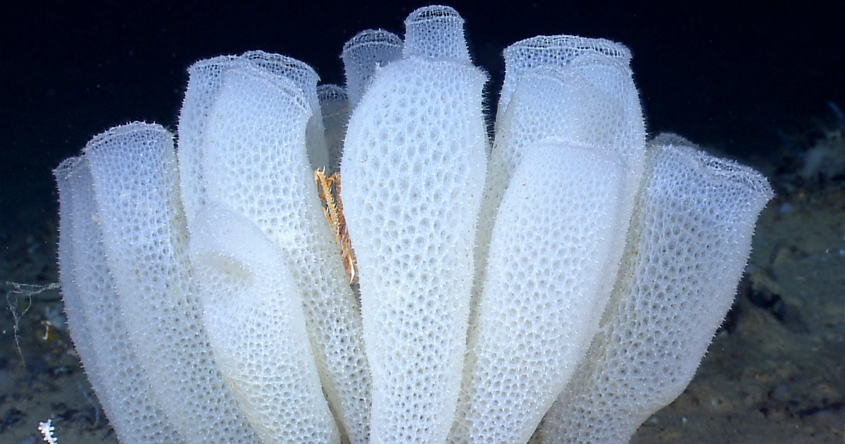 Sea Sponge - Animals With Lowest IQ