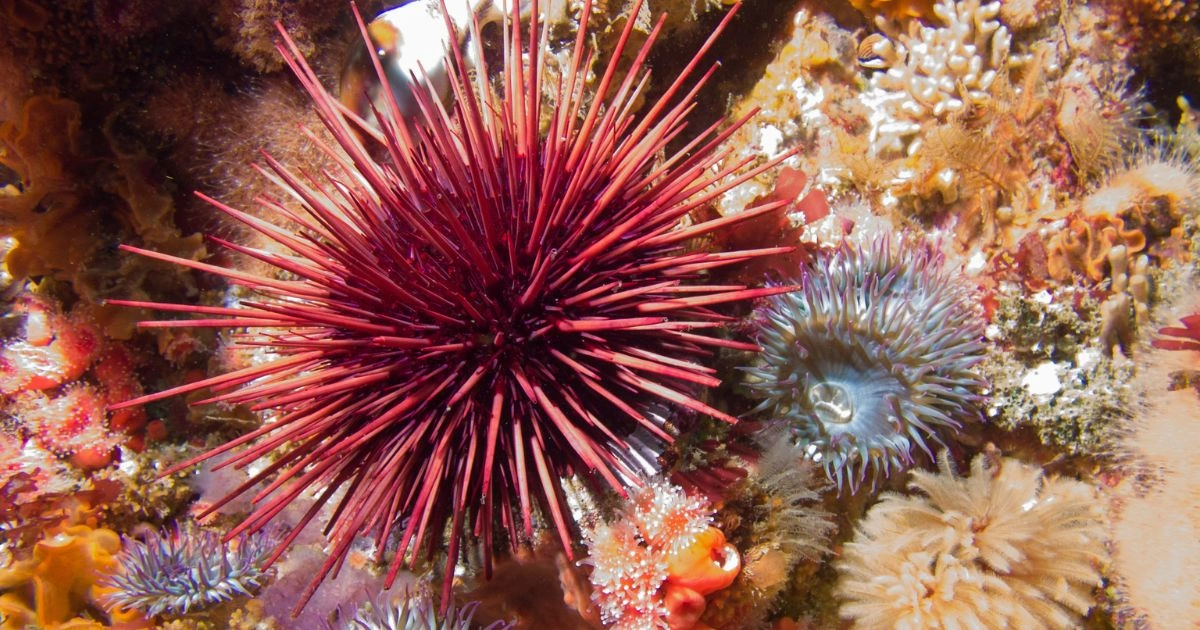 Sea Urchins - Animals With Lowest IQ