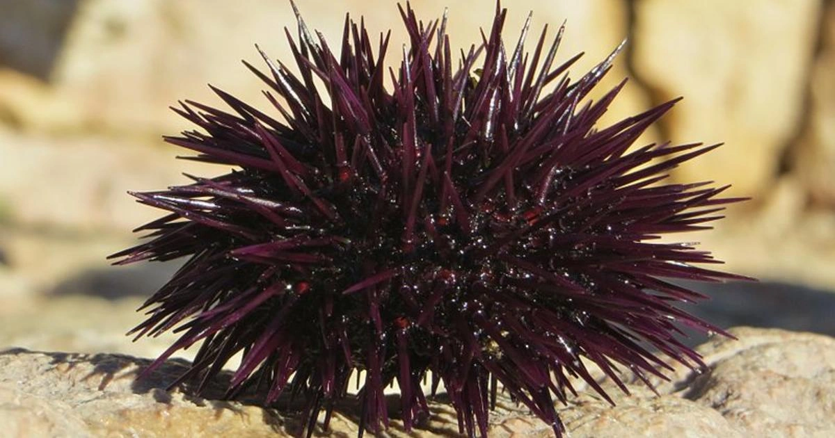 Sea Urchins - Scavenger Animals