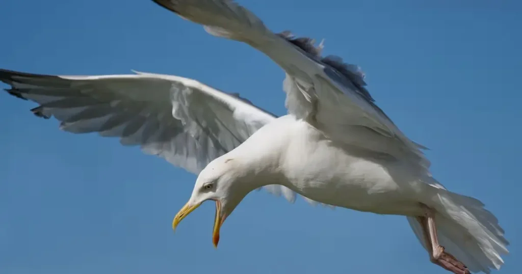 Seagulls - Scavenger Animals