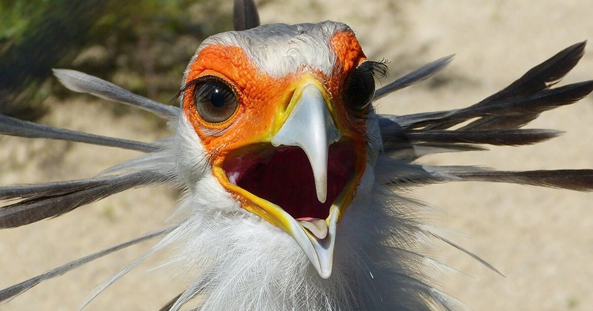 Secretary Birds - Animals With Lowest IQ