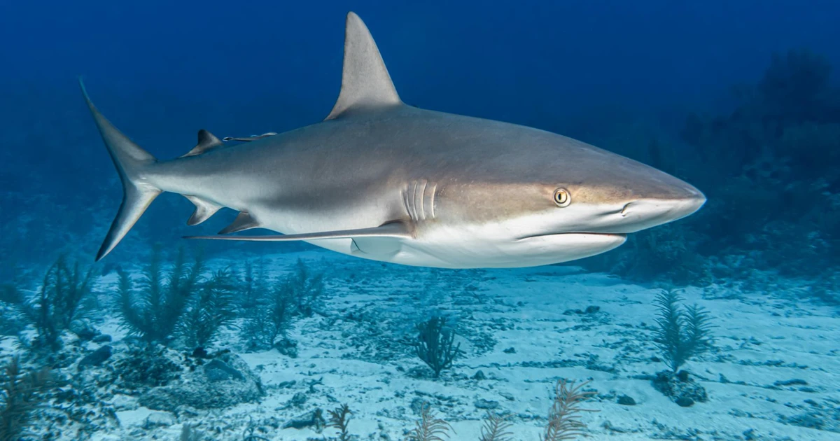 Sharks Scavenger Animals