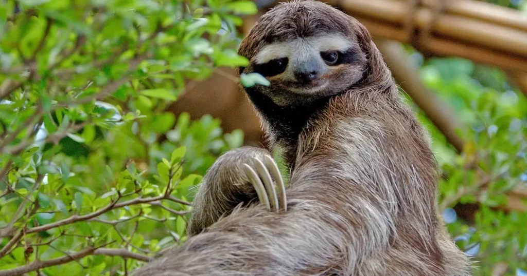 Mammals That can't Jump - Sloths 