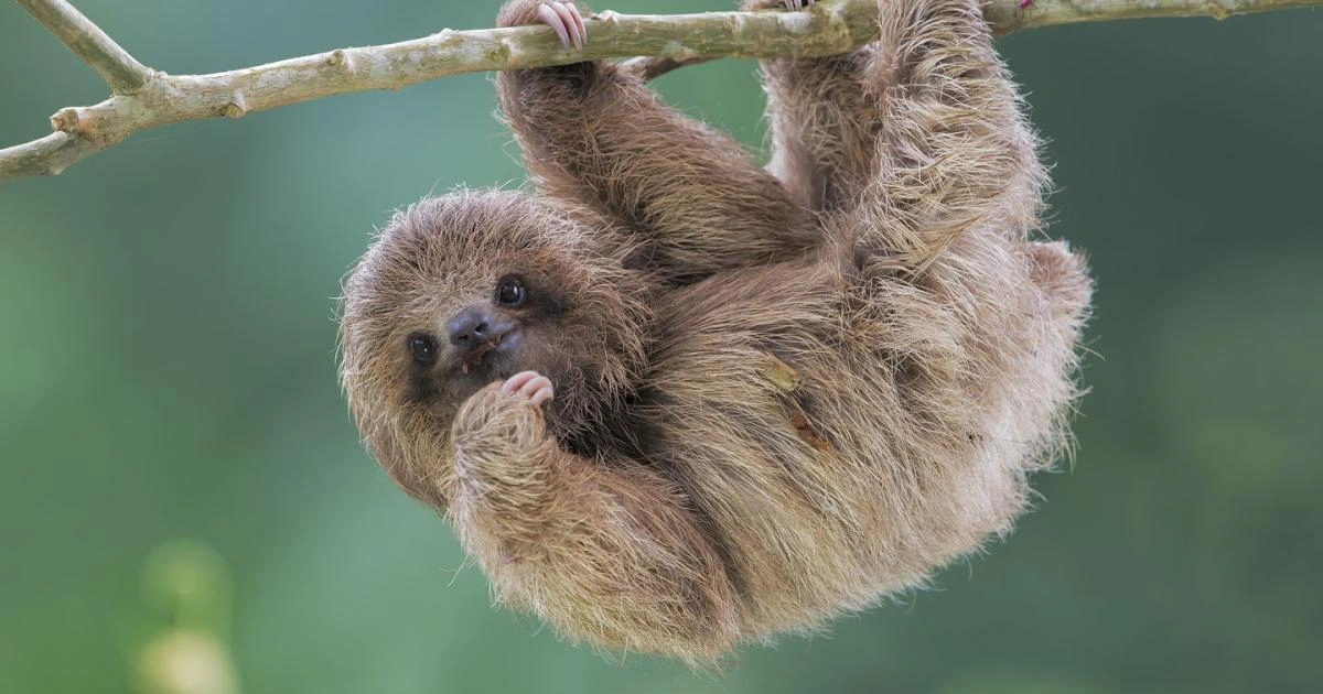 Sloths - Animals With Lowest IQ