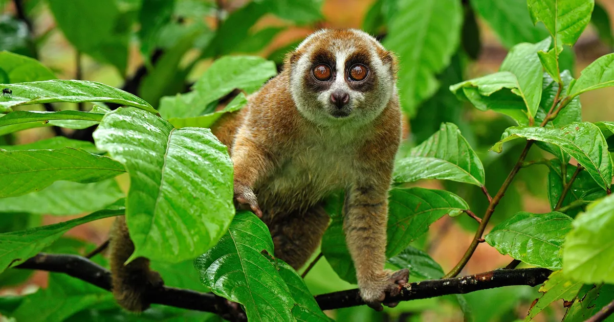 Slow Loris - Animals With Lowes IQ