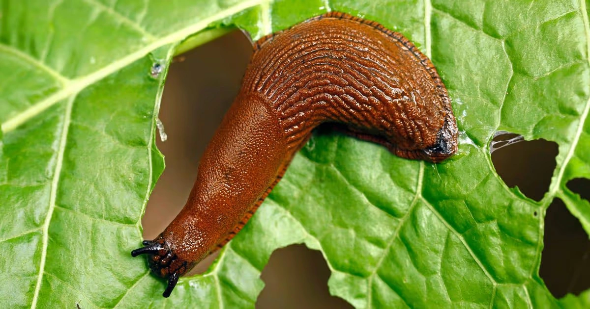 Slugs - Animals WIth Lowest IQ