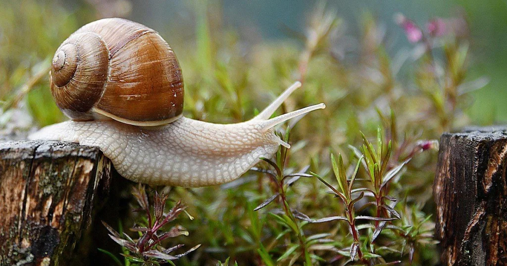 Snails - Animals With Lowest IQ