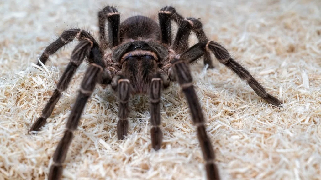 Animals without tails - Spiders