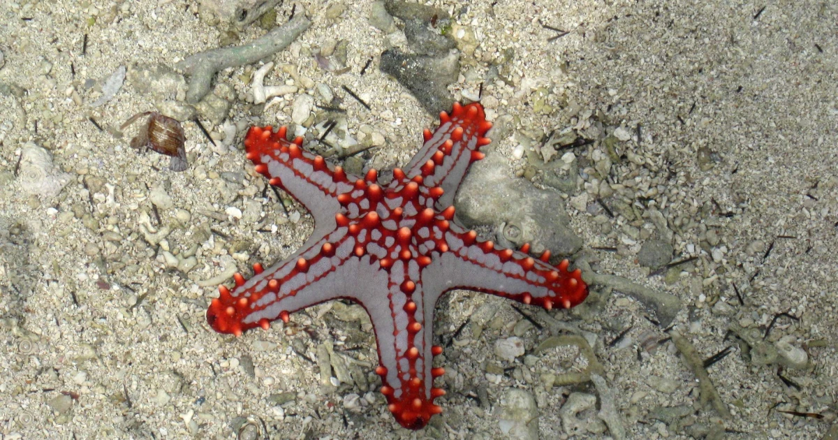 Starfish - Animals With Lowest IQ