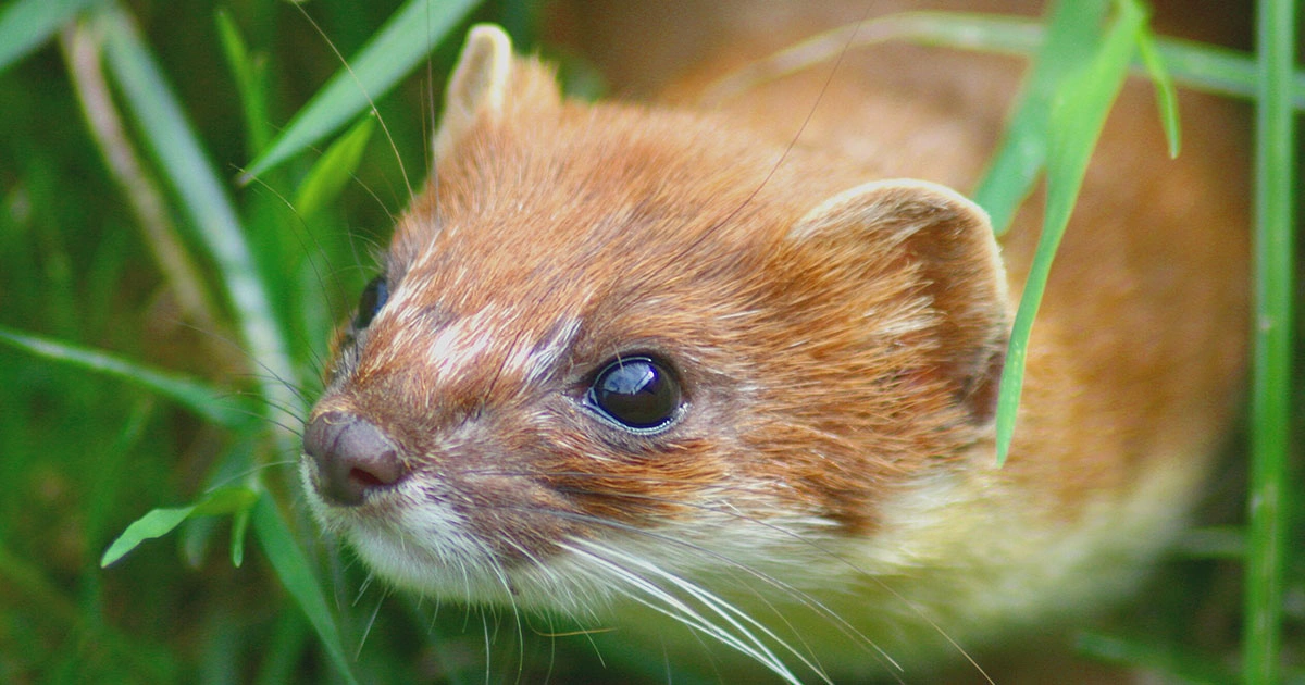 Stoat - Animals That Look Like Otter