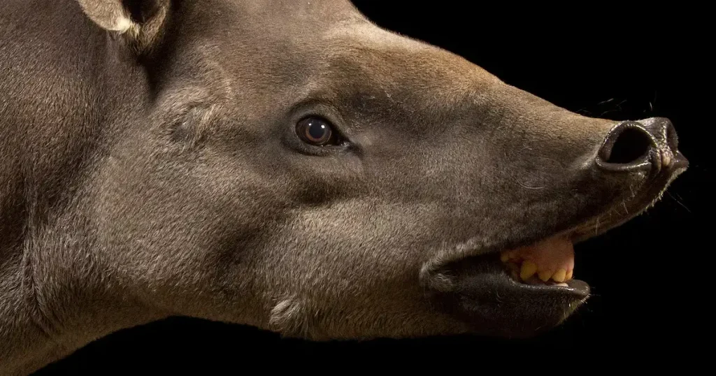 Mammals That Can't Jump - Tapir