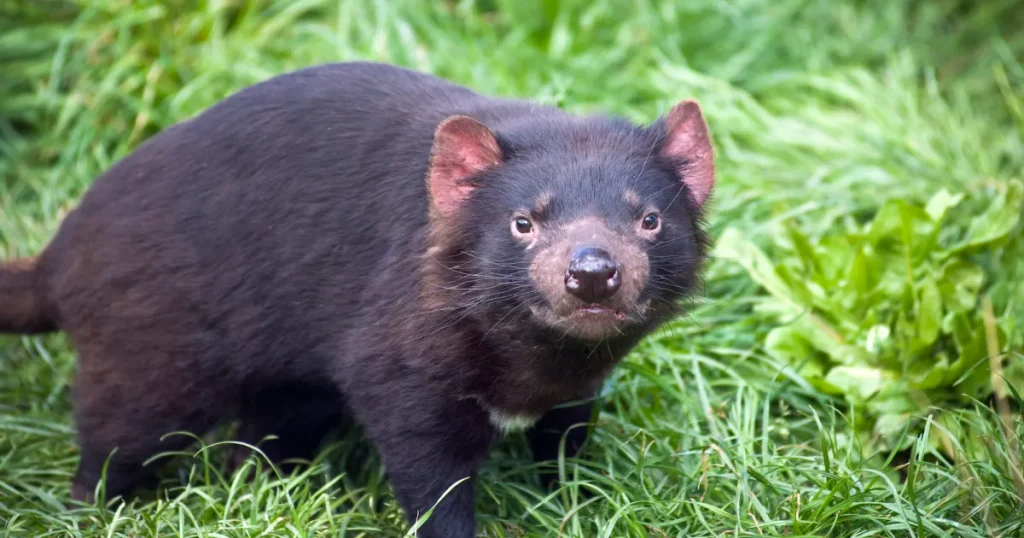 Tasmanian Devils - Scavenger Animals