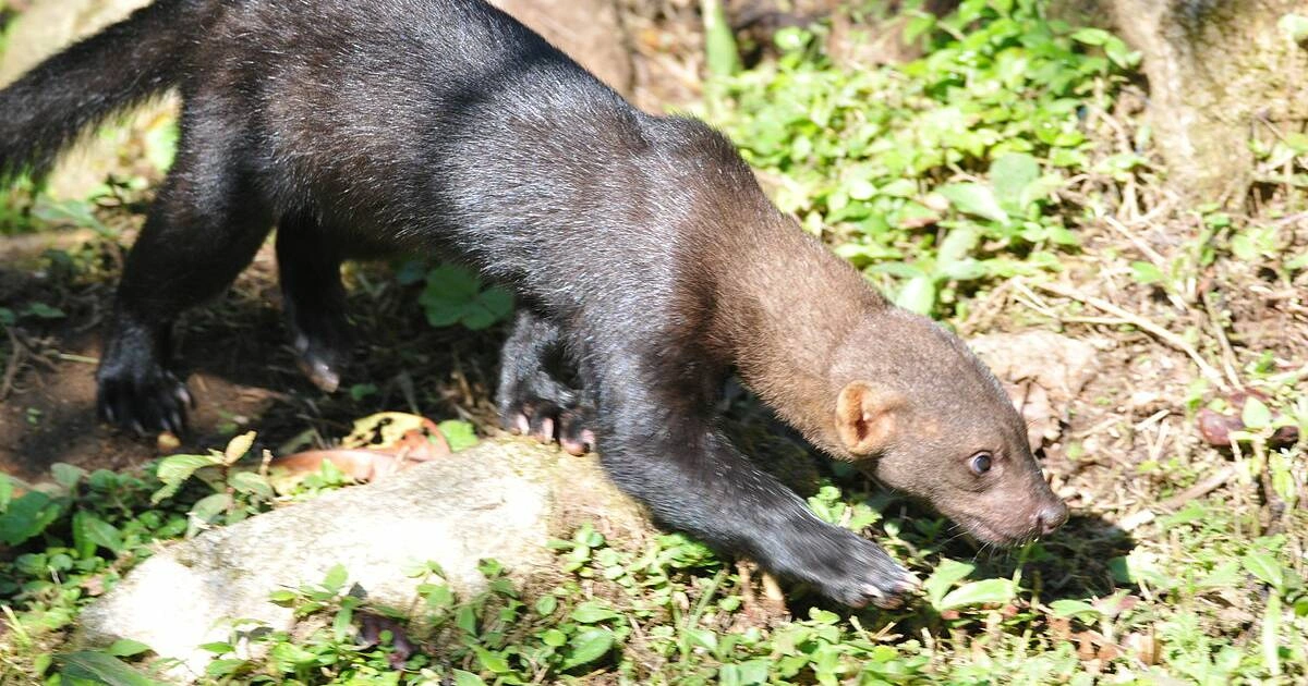 Tayras - Animals That Look Like Otter