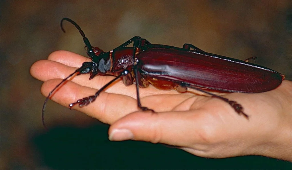 11. Dung Beetles