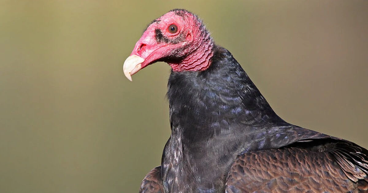 Turkey Vultures - Scavenger Animals