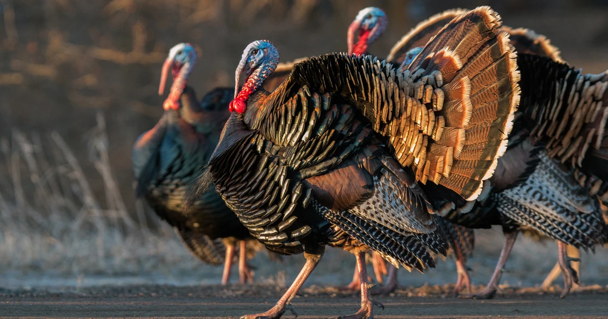 Turkeys - Animals With Lowest IQ