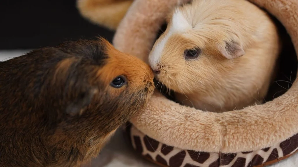 Animals without Tails - Guinea Pig