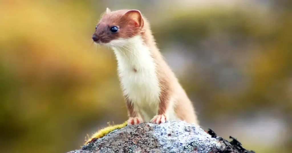 Weasels - Animals That Look Like Otter