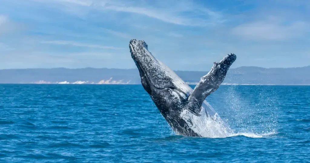 Mammals That Can't Jump - Whales