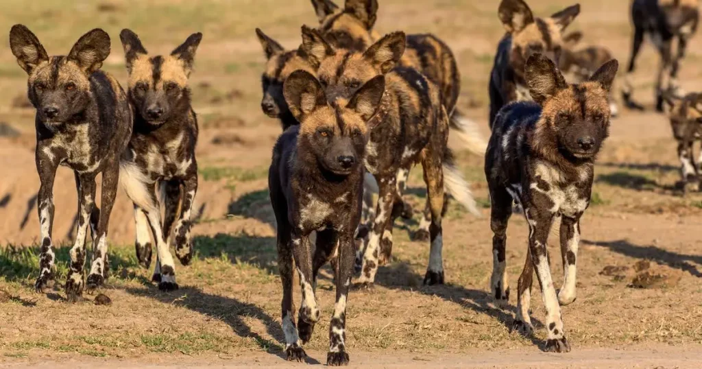 Wild Dogs - Scavenger Animals