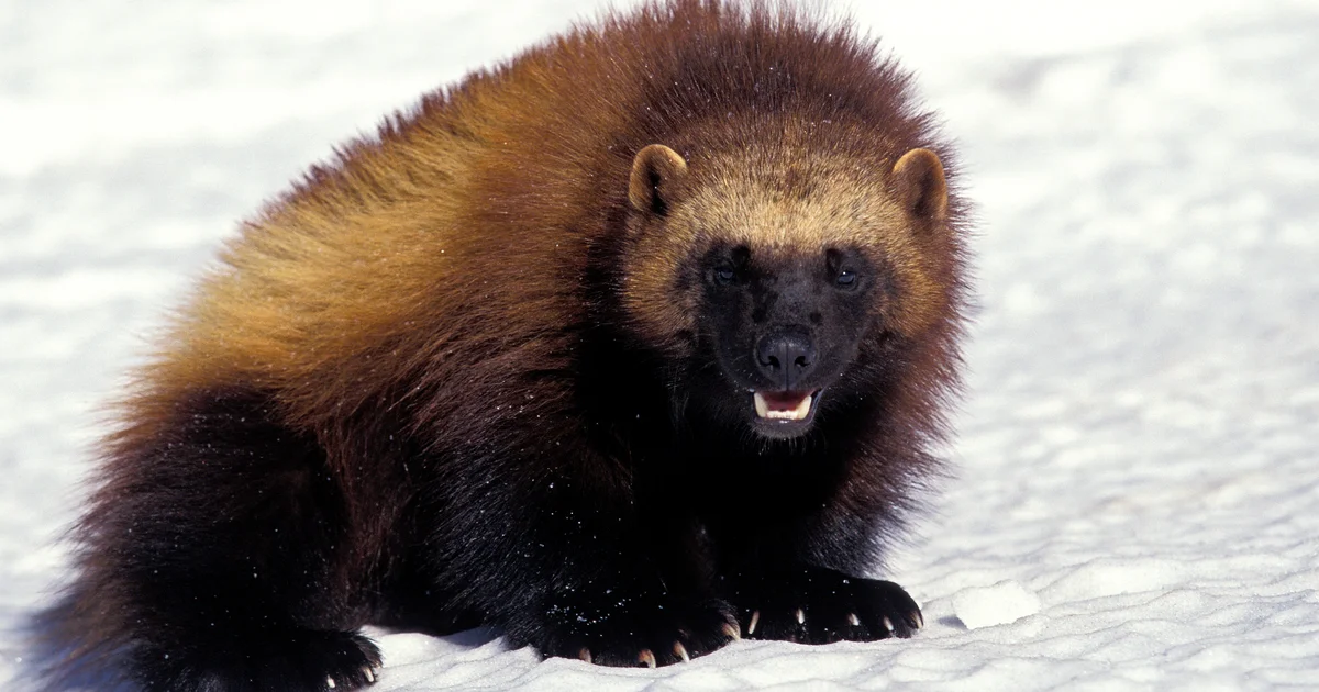Wolverines - Animals That Look Like Otter
