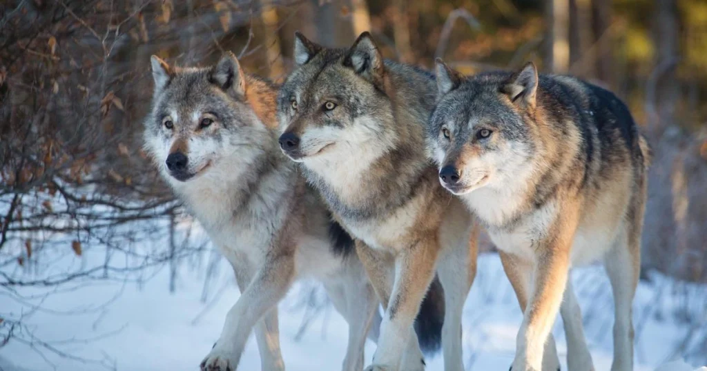 Wolves - Scavenger Animals