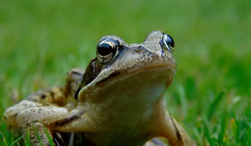 12. Frogs