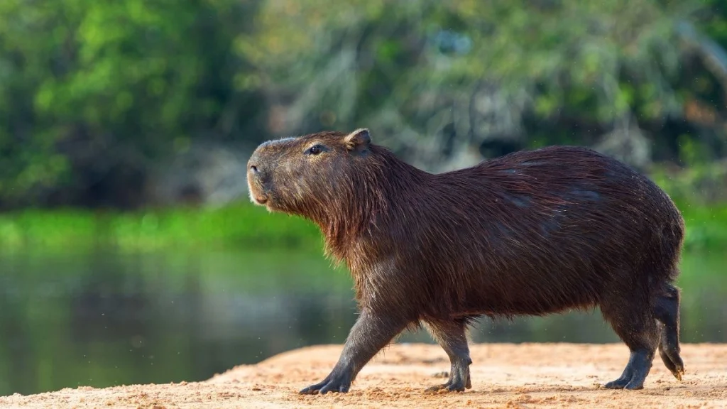 Animals without tails - Capybara