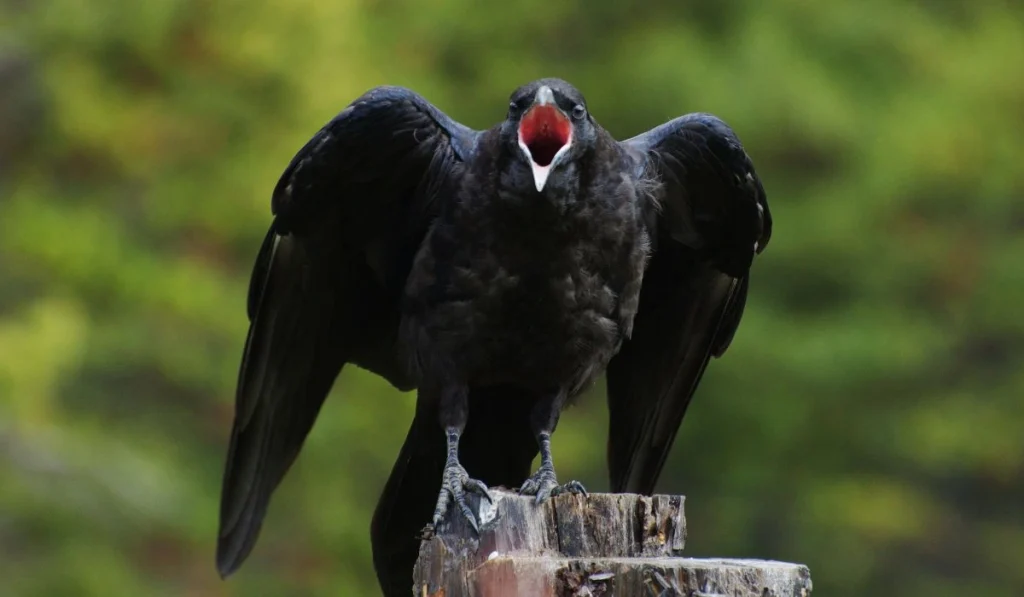 4. Crows
