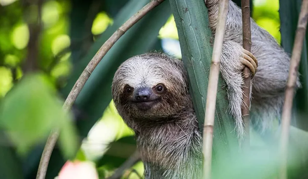 13. Sloths
