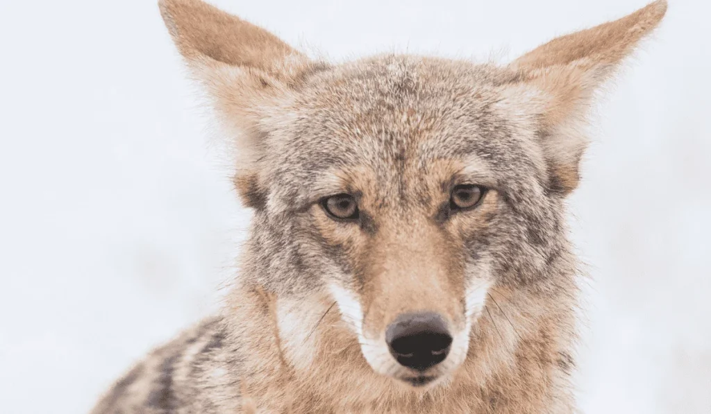 14. Coyotes