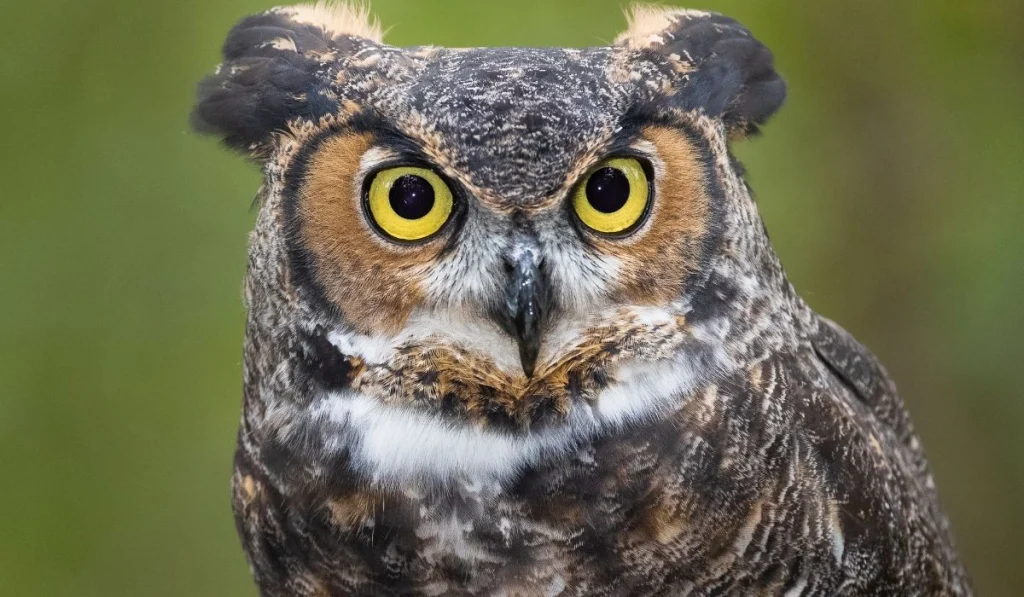 6. Great Horned Owls